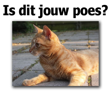 Is dit jouw poes? poster