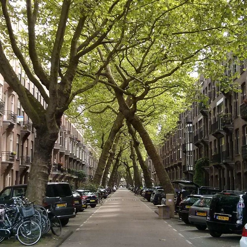 leaning trees of lomanstraat