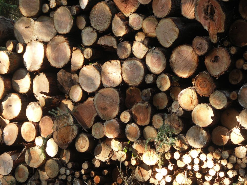 Then there camne the point where we found these piles of stacked logs, and we both got obsessed with the patterns of light and texture, and depth of field