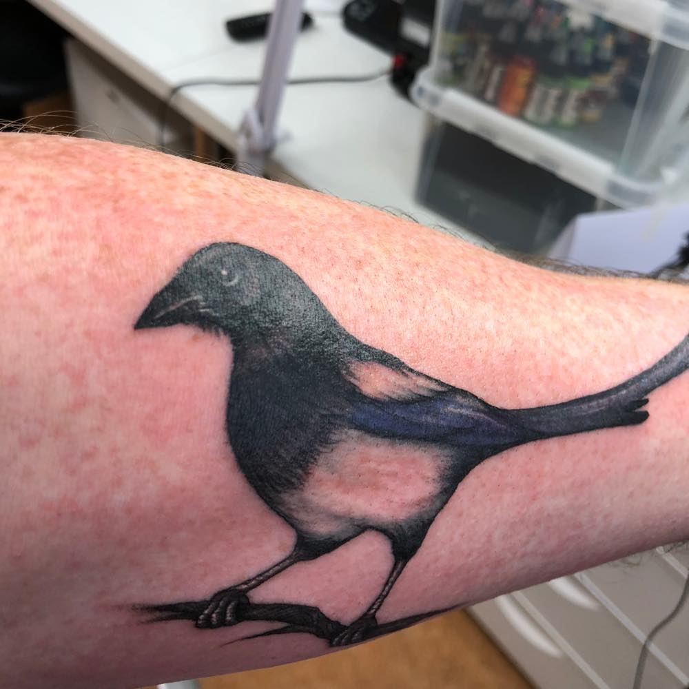 Magpie tattoo just after completion