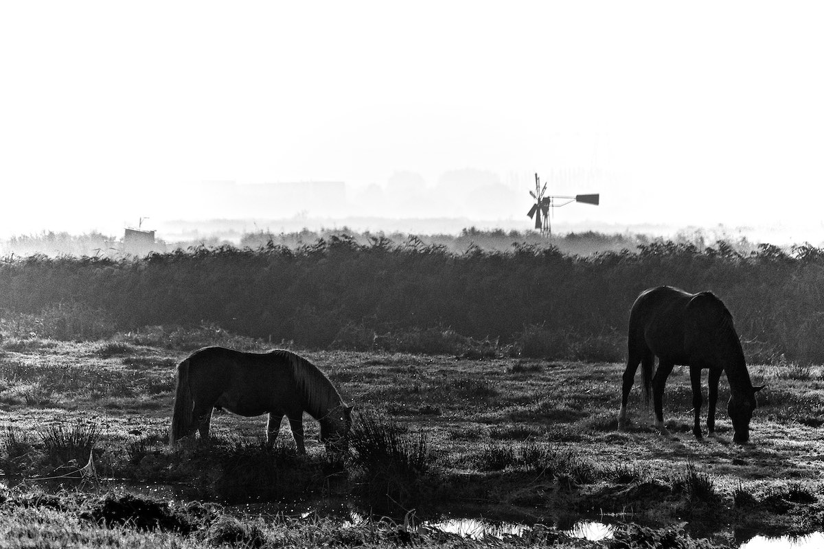 Horses standing in a field