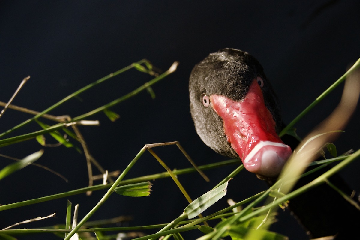 Black swan looking cheekily at the camera