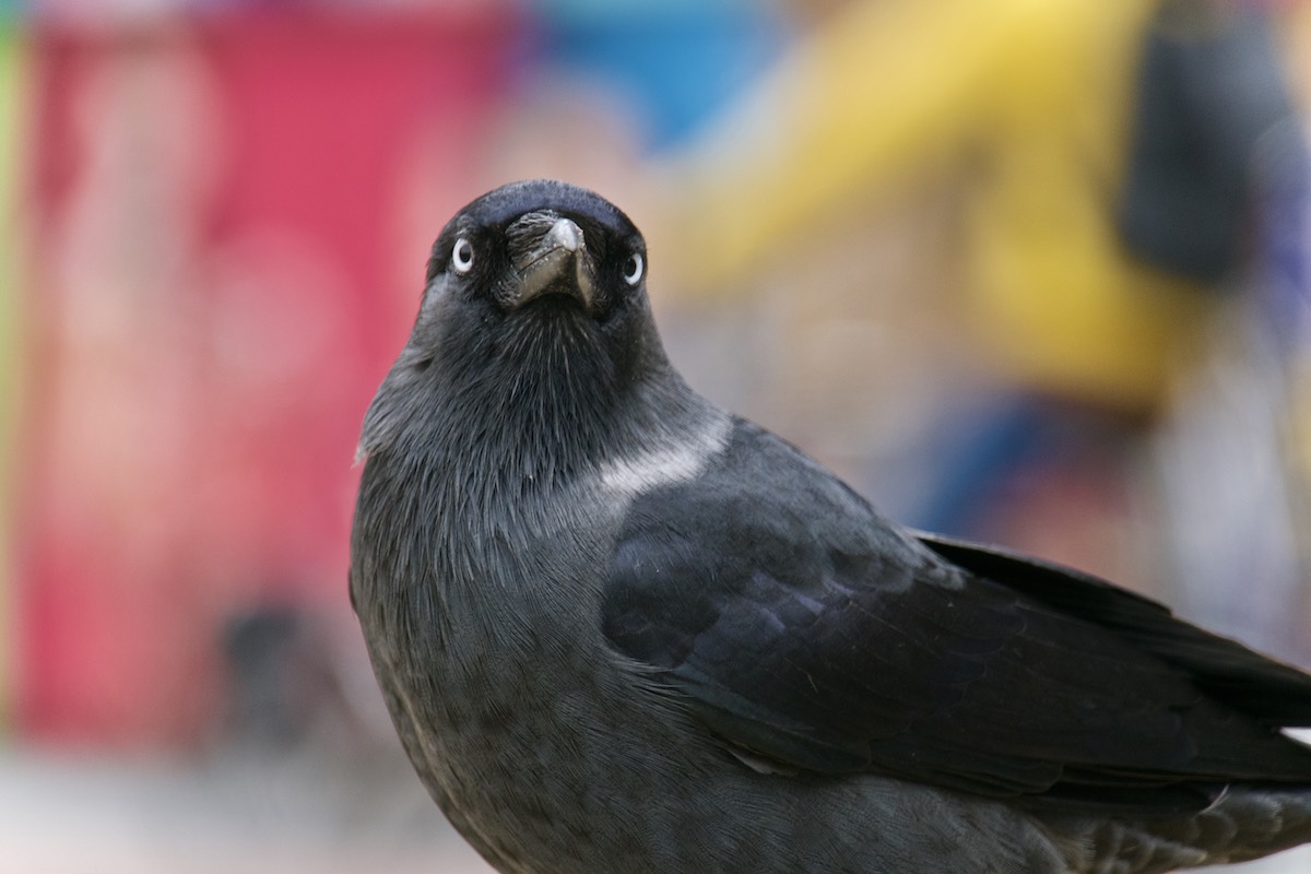 Jackdaw in close-up.