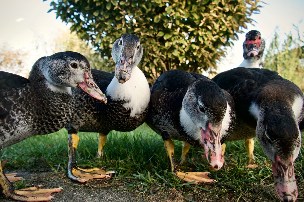 Five ducks, one of them looking at the camera with its head slightly cocked