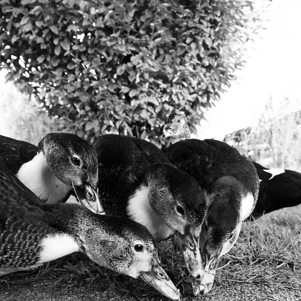 Four ducks all leaning down to the ground and trying to eat one thing