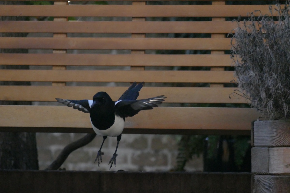 Magpie jumping down from a bench