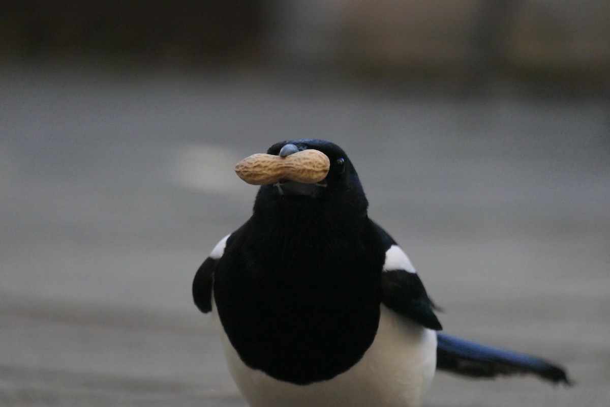 Magpie holding a peanut sideways in its beak, making it look like it has a moustache