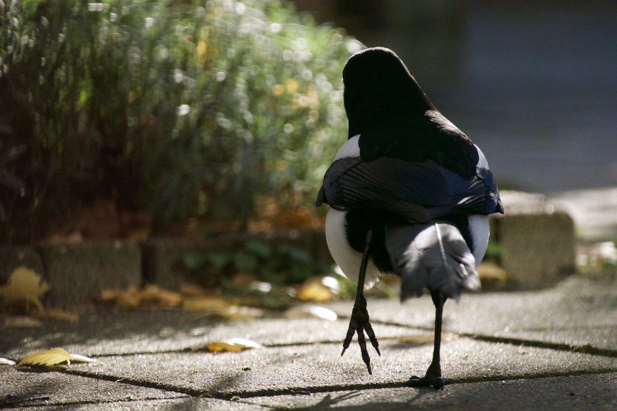 Magpie running away from the camera