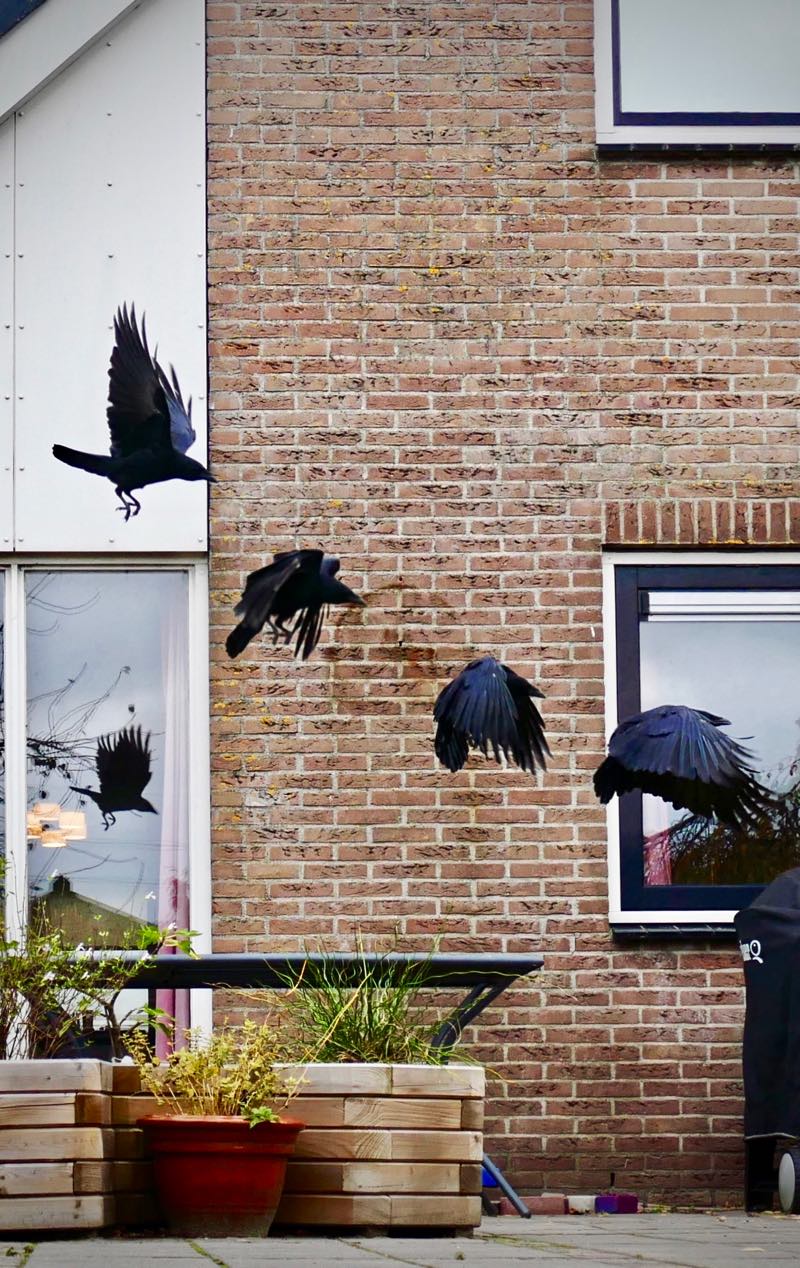 Composite of four consecutive frames of a crow landing