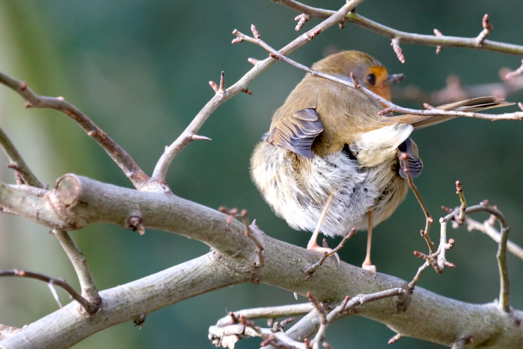 A robin viewed from behind, perched on a branch, with other smaller branches criss-crossing the frame and obscuring part of its head. The robin is turned slightly to the right, with just part of its red face visible, and its fluffy butt pointing to the camera. Its tail feathers are raised and pointing to the right. The tips of its delicate wing feathers are pointing backwards, distinctly separated. Its legs are almost impossibly thin.