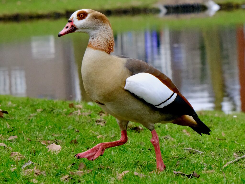 An Egyptian Goose goose-stepping over grass. Its legs and feet and bill are bright red. Its has a red eye surrounded by yellowish-brown splotches. Its breast is beige, and its folded wings brown, blue, and white. It looks peaceful, but looks can be deceiving. 