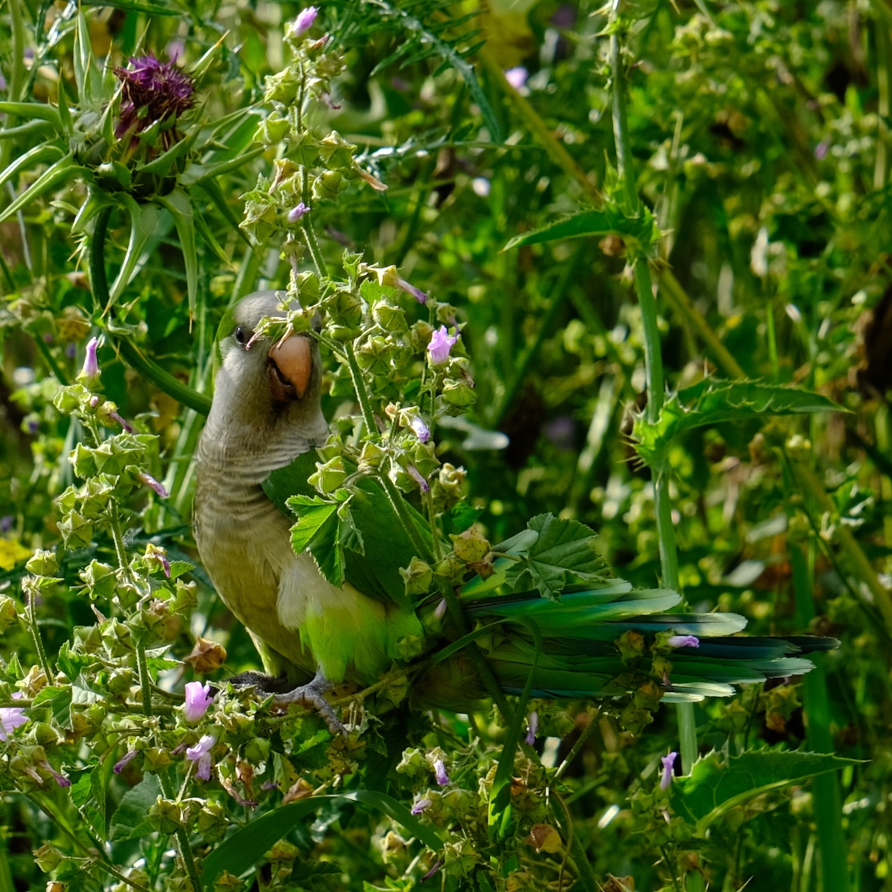 A parakeet sits half-hidden behind a thistle stalk, cheekily looking straight at the camera. Its wings and tail feathers are dark green, but the fluffy feathers around its legs are brighter. The overall effect makes it seem like it's half in shadow and half in sunlight, even through it isn't.